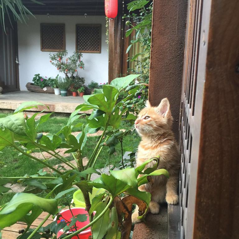Lijiang Shuhe Qingtao Inn 외부 사진